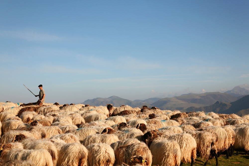 Pastoralisme en Pays Basque nord (1930-2023)